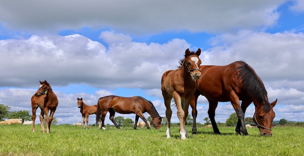 Mountarmstrong First Field 4 - web image